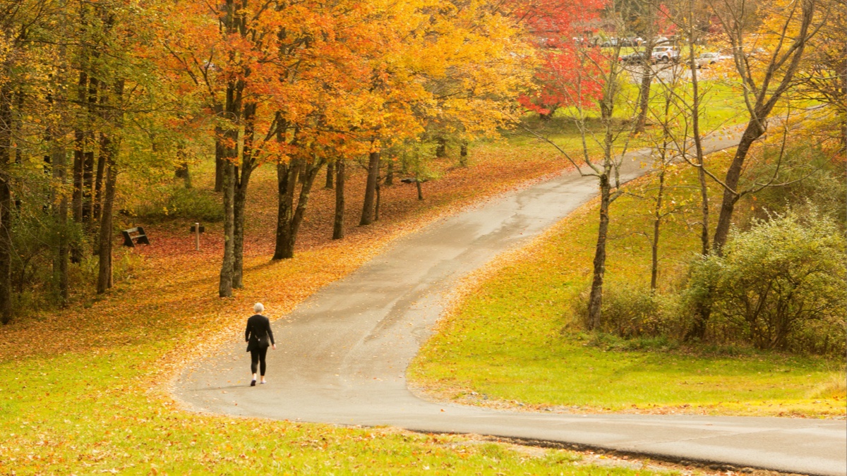 Foliage in the Fall